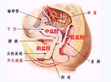 產后盆底康復，要不要做？