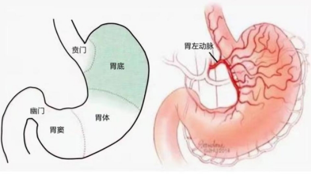 不開刀不吃藥不餓肚子，微創(chuàng)介入減肥靠譜嗎？